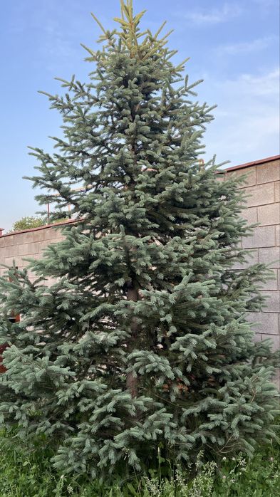 Продам голубые ели