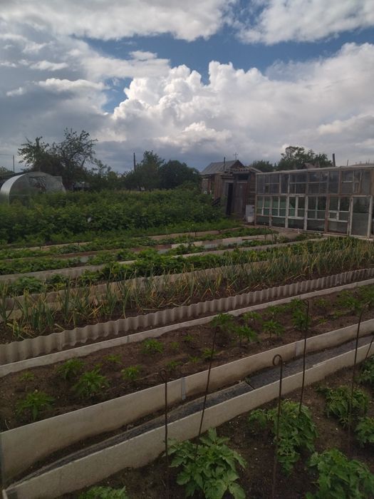 Дача в обществе Ромашка