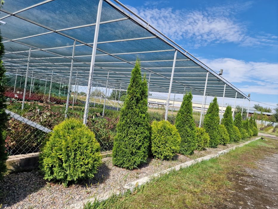 Ель тополь клён вязь