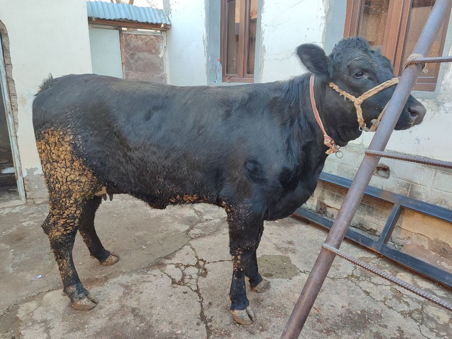 Assalamu alekom ona sigir sotiladi baquvat 6 litr suti bor qisir qogan