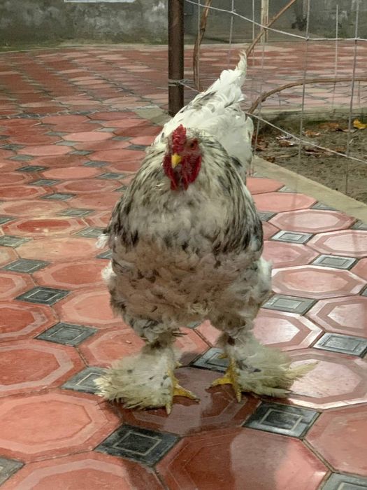 продам питуха БРАМА голубое мрамор