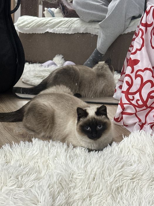 Кошечка подросток сиамская