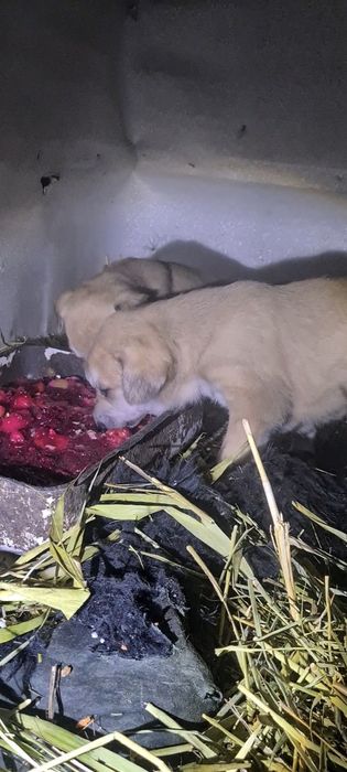 1 аилық күшіктер сатылады греи