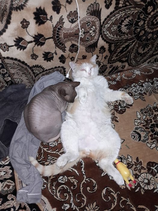 Отдам в добрые руки кота сфинкс