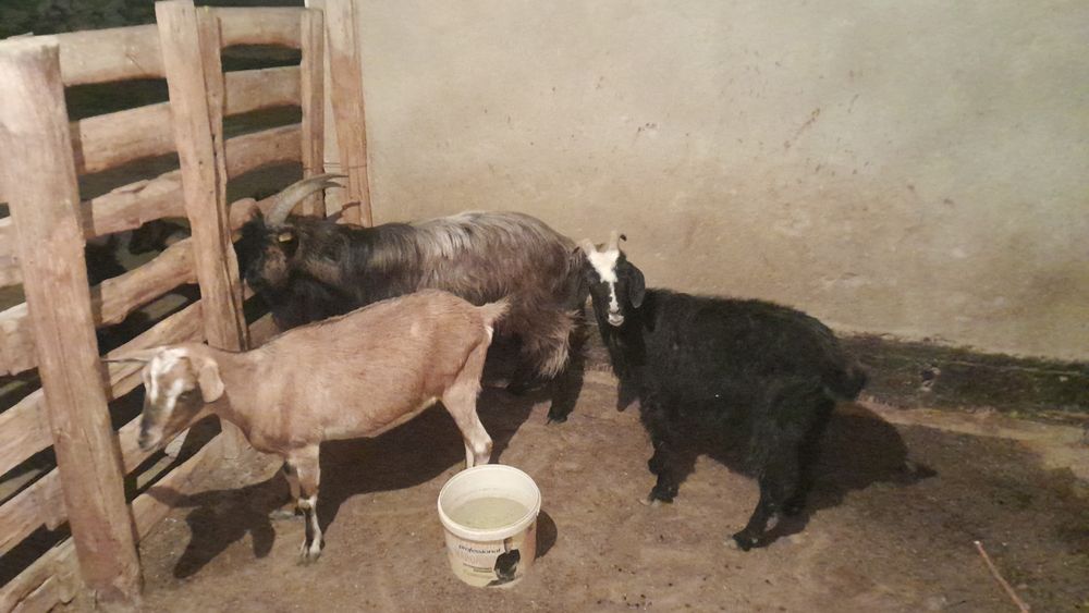 Ешкі мен лақтар сатамын