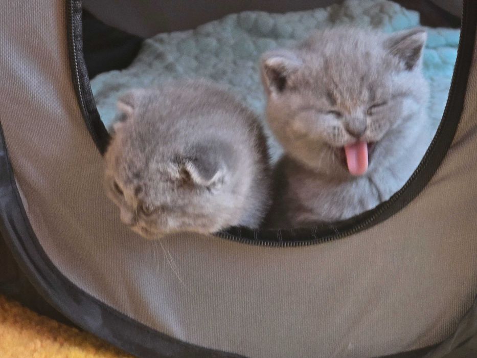 Британски котета