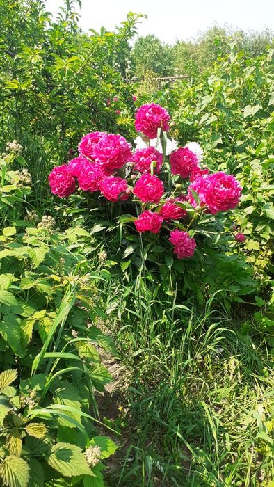 Цветы многолетнее