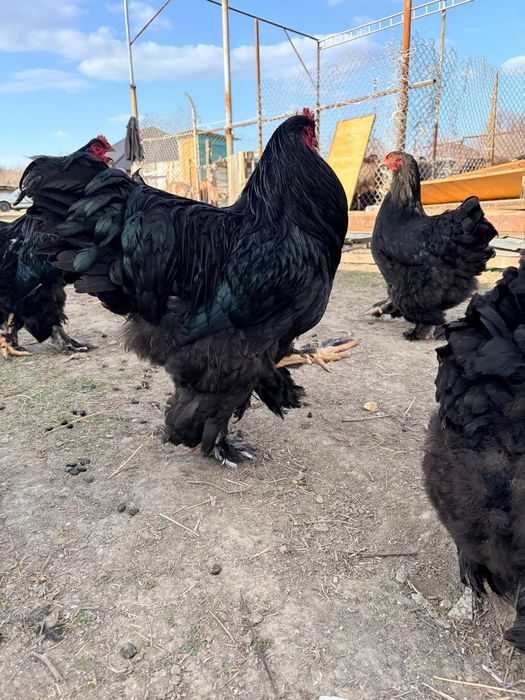 Яйца брама по 1000