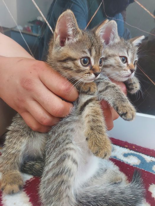 Шотландские котята девочки
