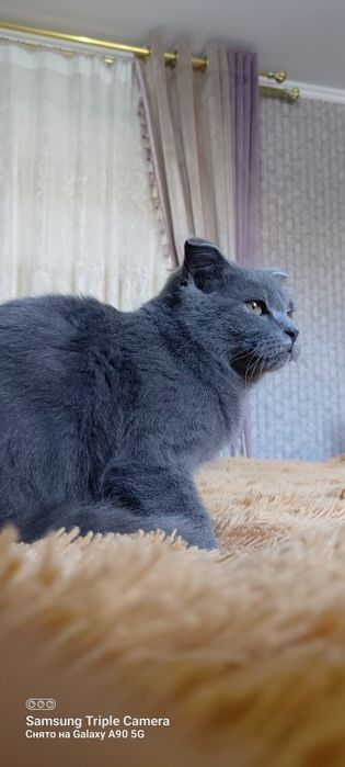 Britaniya zotli mushuk 9 oyli òģil bola mushuk