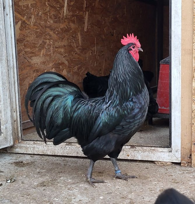 Pui din rasa Australorp