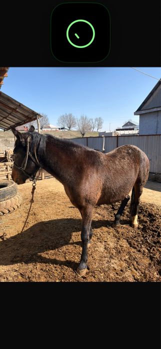 Семіз жылқы сатылады