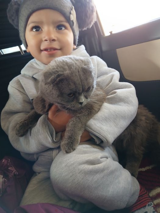 Skotish fold zotlik mushuk