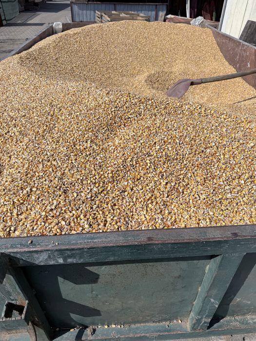 Graunte Pioneer 2025