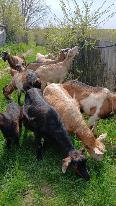 Vand capre pe lapte din gospodărie