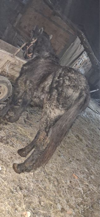 Schimb cu cal de căruța