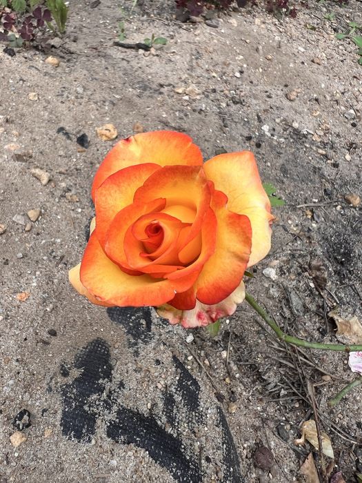 Продается ухоженная дача