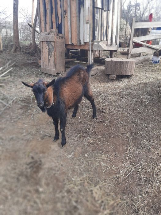 Vând țap alpin 100% de opt luni