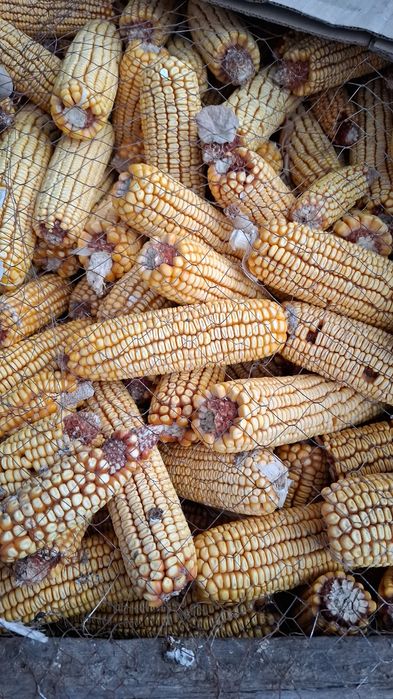 Кукуруза в качанах