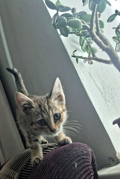 Котенок 3 месяца
