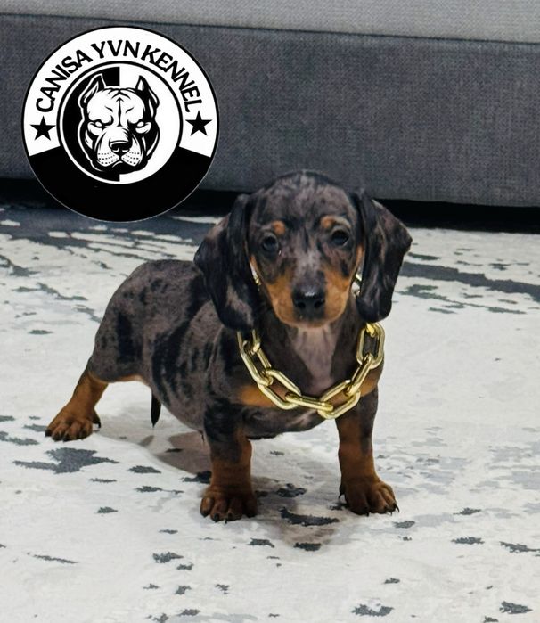 Mascul teckel arlequin miny