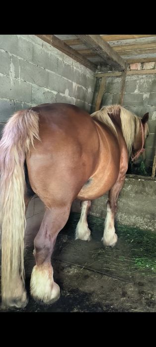 Vând iapa de șapte ani gestantă în zece luni