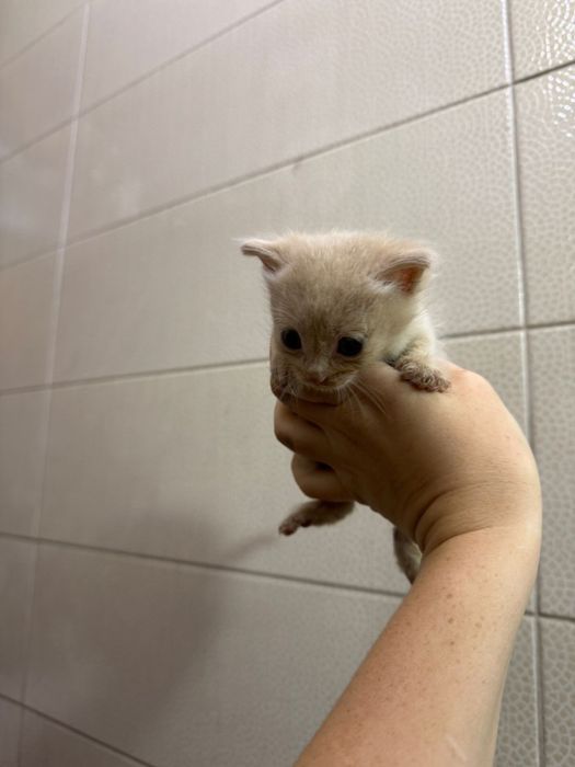 Очаровательные котята ищут дом !