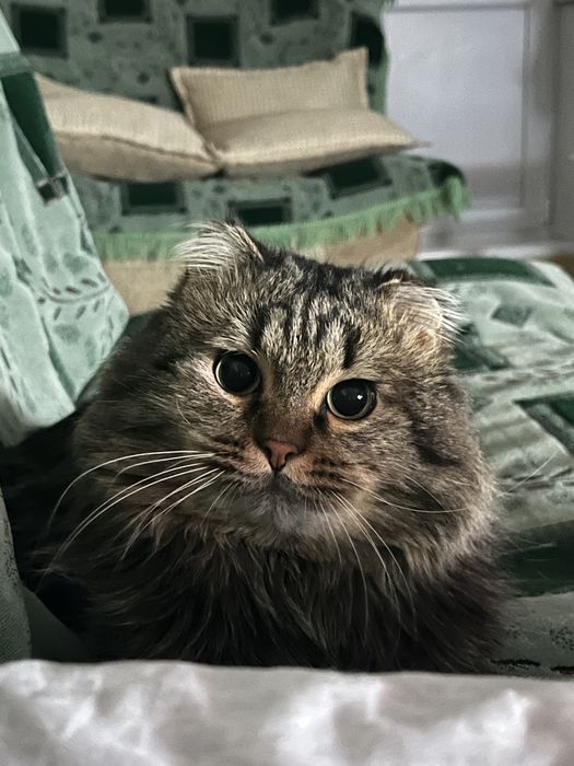 ПРОПАЛ КОТ. Помогите найти!