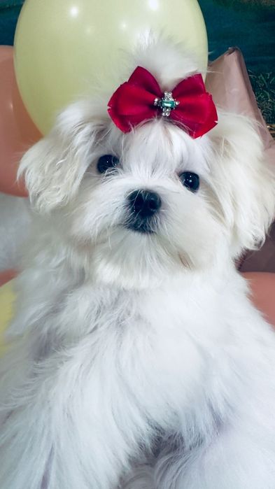 Девочка мини мальтезе