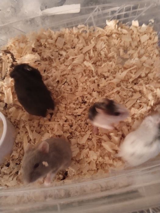 продам хомяков очень редких окрасов