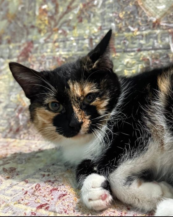 Отдам кошек в добрые руки