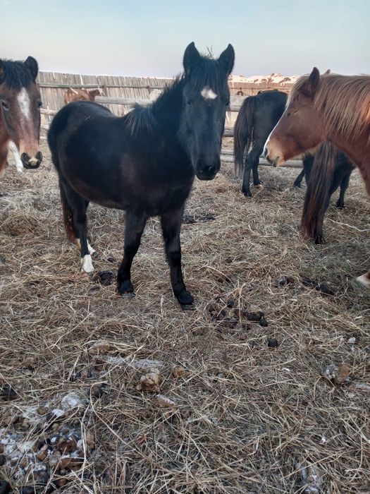 Продам кобылу двухгодовалую.