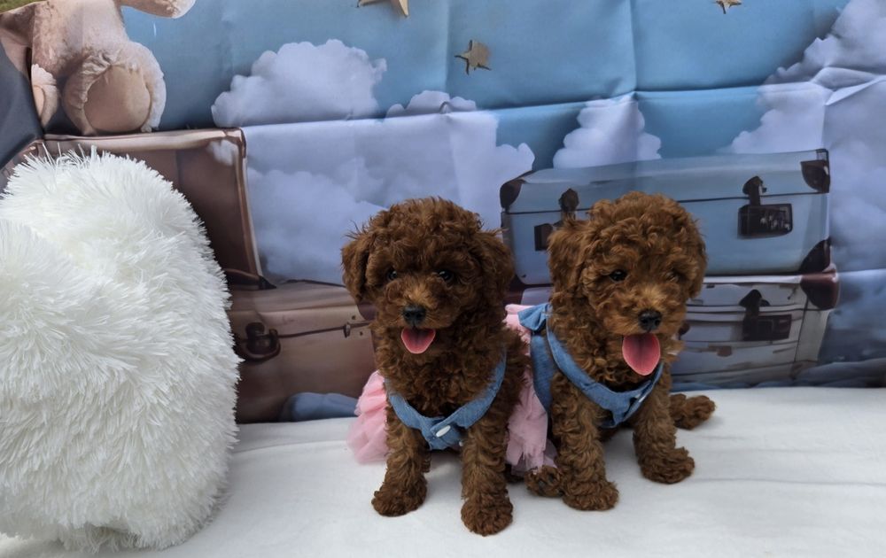 Пудел той Poodle toy с родословие