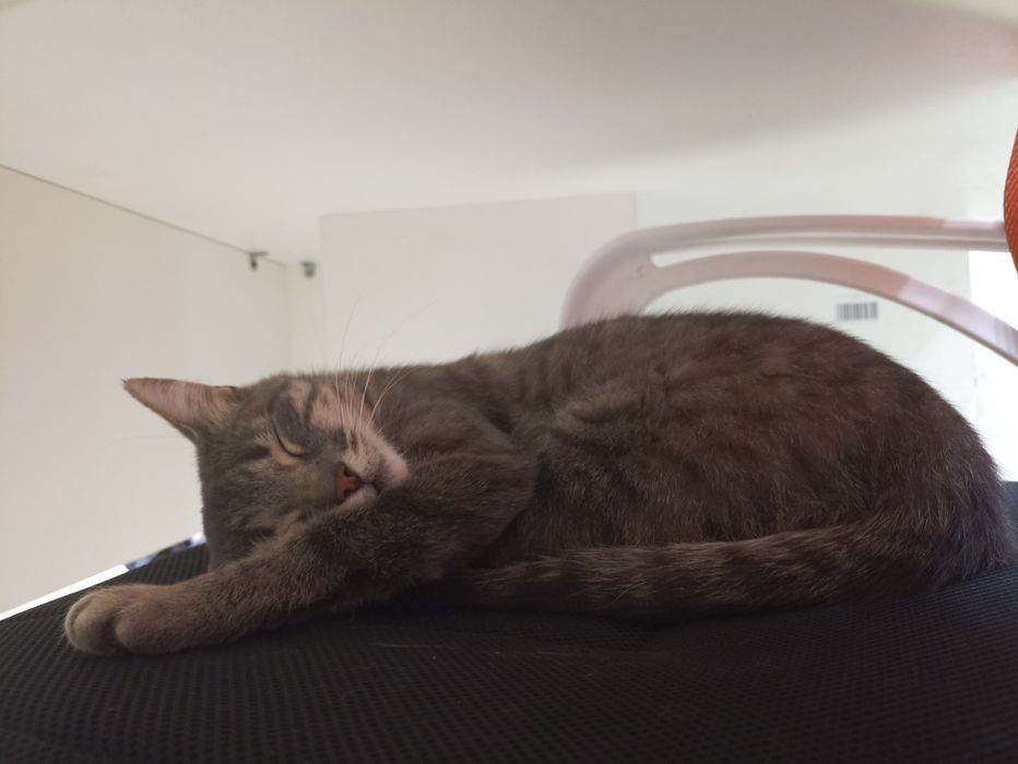 Кошка ищет дом и добрых хозяев!