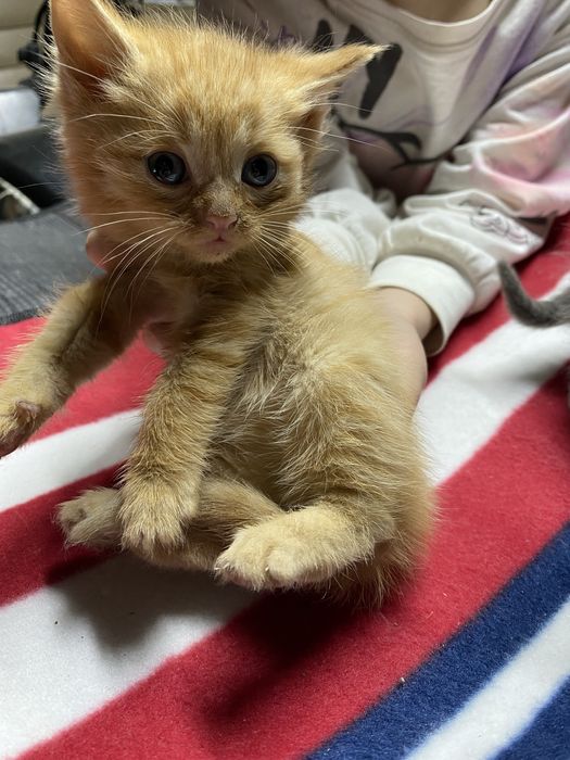 Отдам котят в добрые руки!