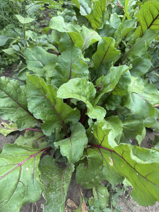 Продам дом со всеми удобствами