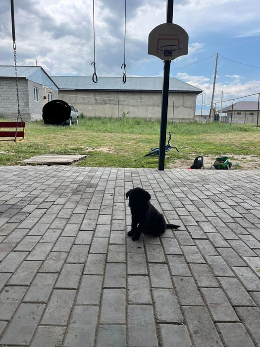 Продается щенок лабрадора.