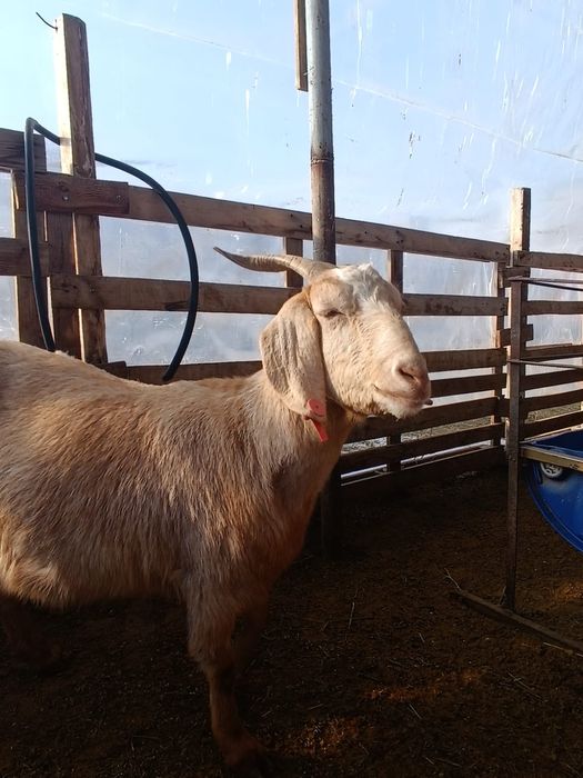 козы козлы козлята