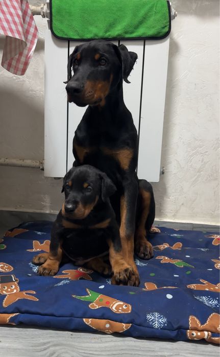 Щенки добермана