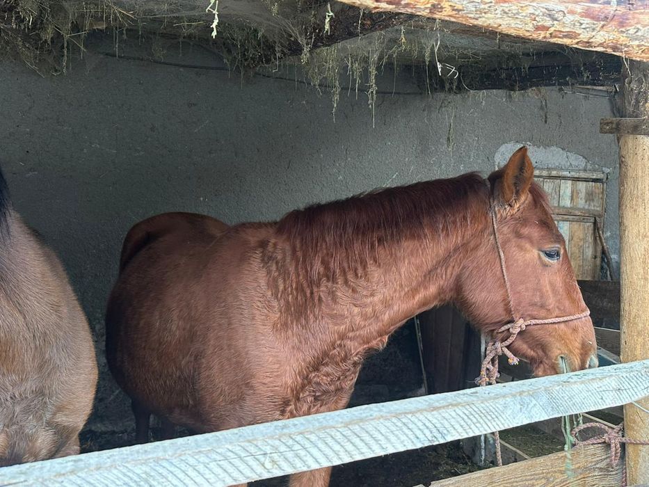 Бие, кобыла, сауынды бие