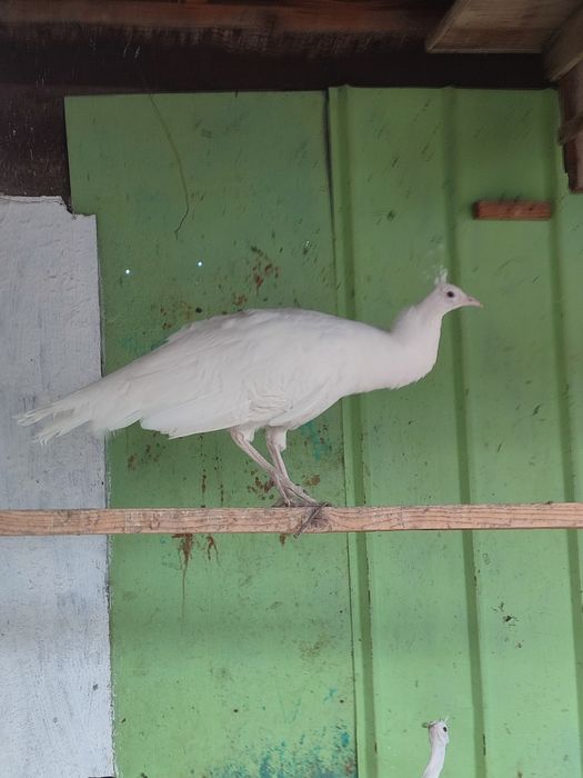 Ак павлин сатылады