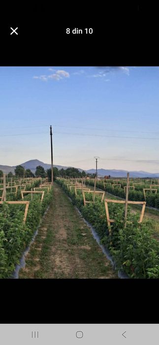 Vind butasi zmeura marvila