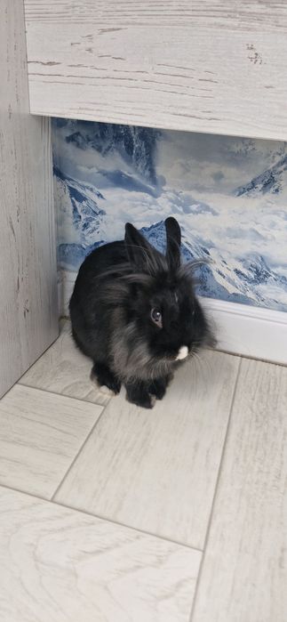 Отдам в добрые руки кролика