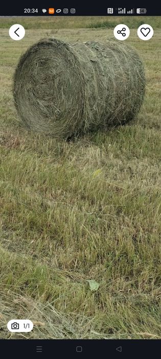 Сено в рулонах 230 - 250 кг
