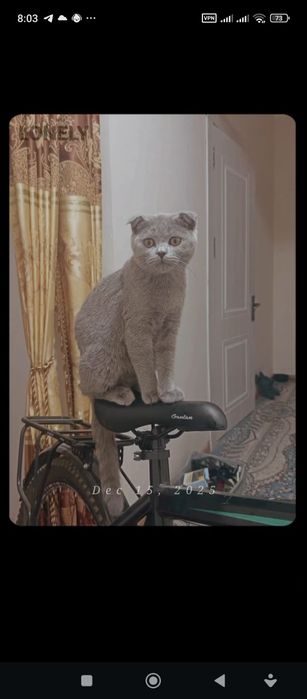 Scottish fold Mendan ham sogʻlom