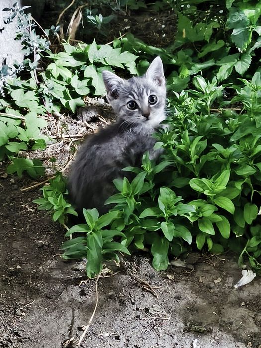 Котята,девочка кошка