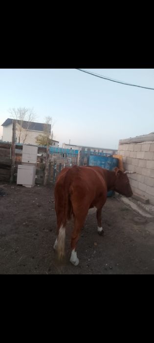 сиыр сатылады !!!