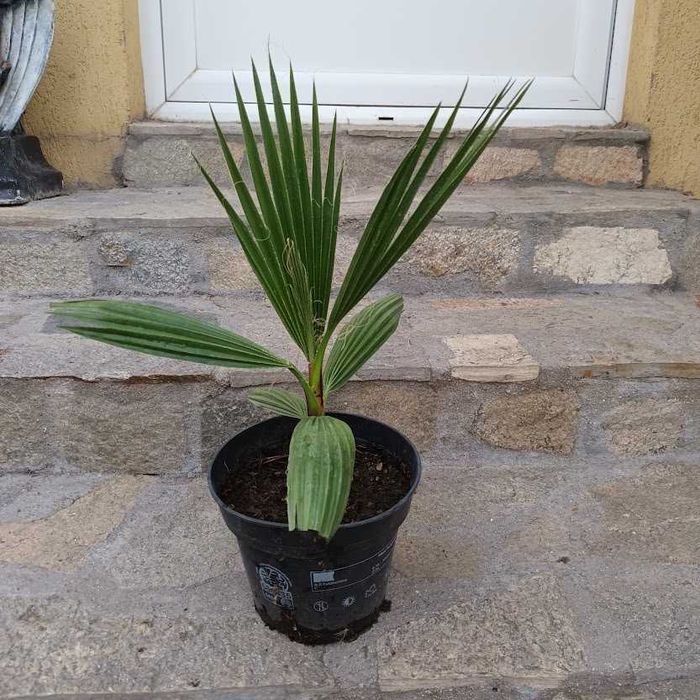 Палма - различни видове и размери палми