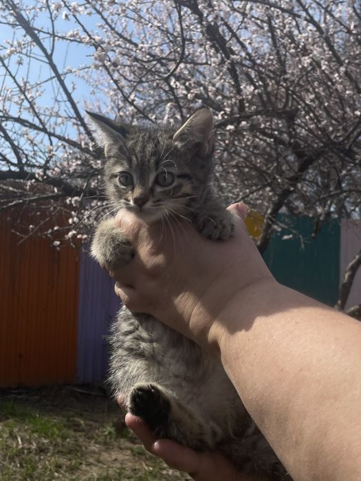 Котенок мальчик ищет семью