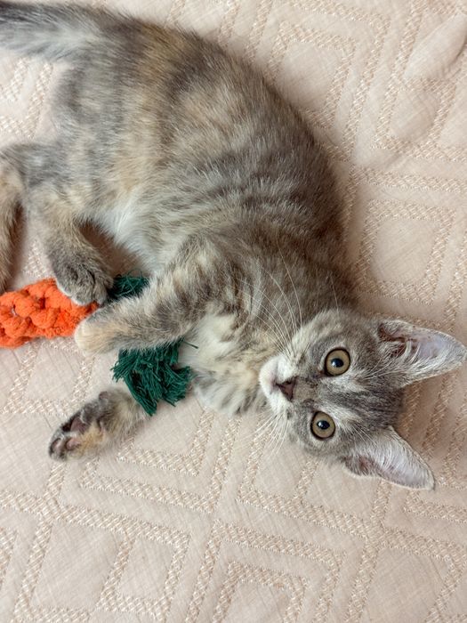 Котенок ищет любящую семью
